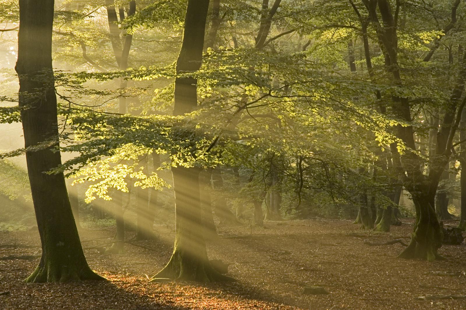 Herfst op de Veluwe | Het Roode Koper